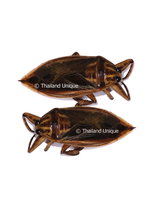 What Does A Water Bug Look Like change comin