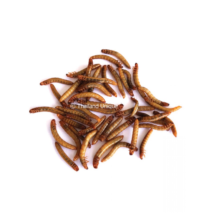 Edible Mealworms Tenebrio Molitor