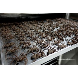 Edible Tarantula Haplopelma albostriatum