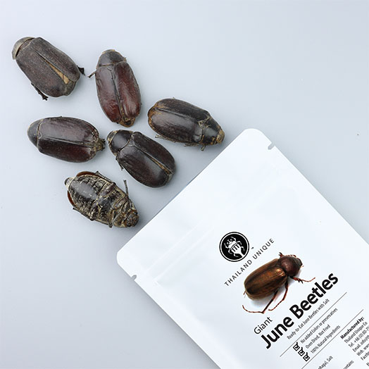 Giant Edible June Bugs