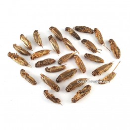 Edible Crickets - Acheta Domesticus