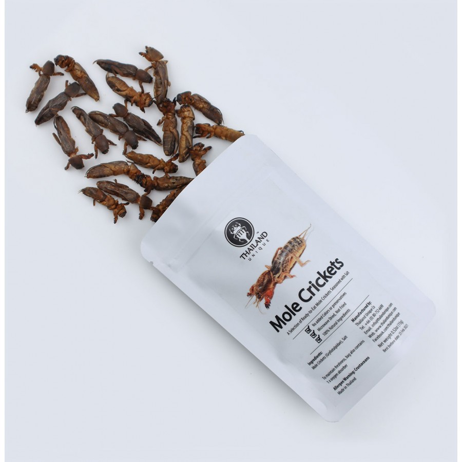 Edible Mole Crickets Gryllotalpidae