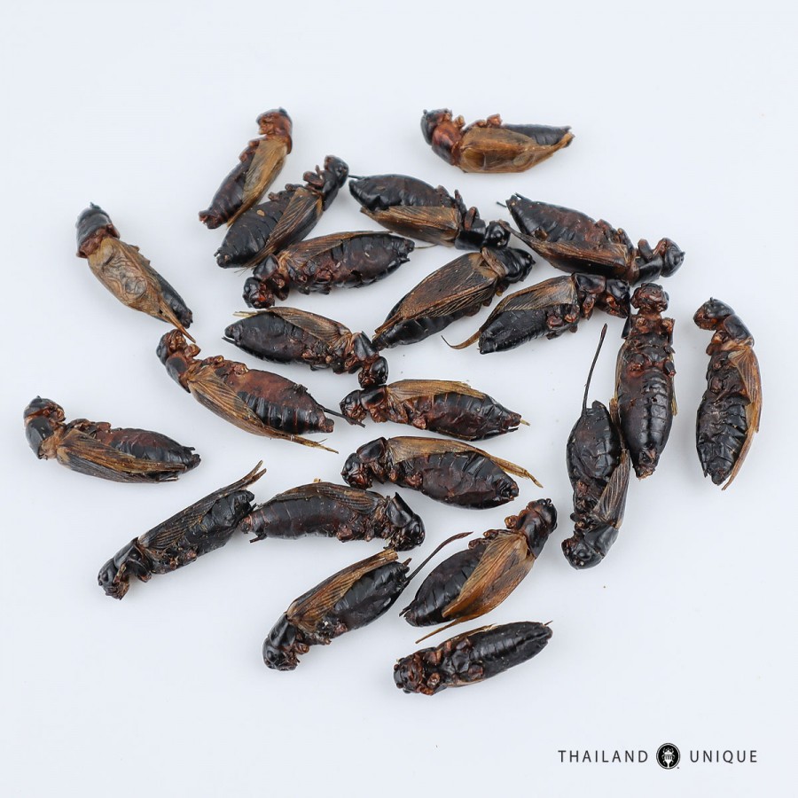 Wholesale Edible Black Field Crickets Gryllus Bimaculatus Sp Ready