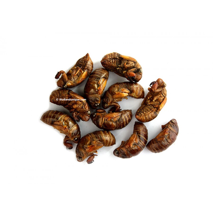 Edible Cicada (Hemiptera)