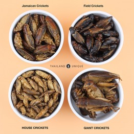 Edible Giant Crickets