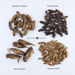 Edible Crickets - Acheta Domesticus