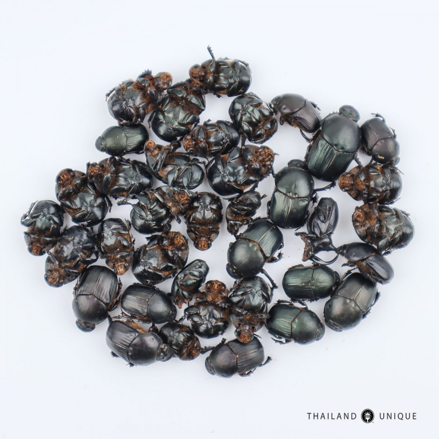Dung beetles wholesale