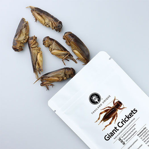 Edible Giant Crickets