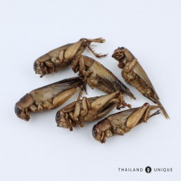 Edible Giant Crickets