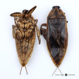 Giant Water Bugs - Lethocerus indicus Sp