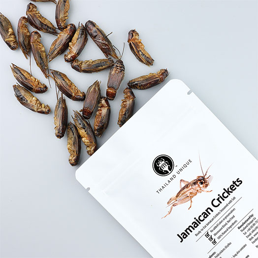 Jamaican Crickets - Gryllus assimilis 15g