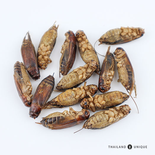 Bulk Wholesale Edible Insects For Sale