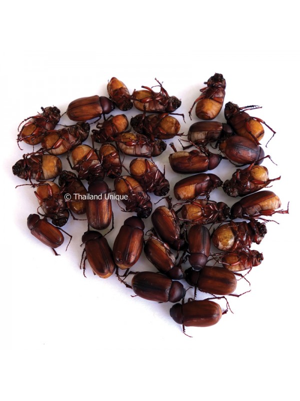 Large Edible June Beetles