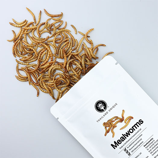 Edible Mealworms - Tenebrio Molitor