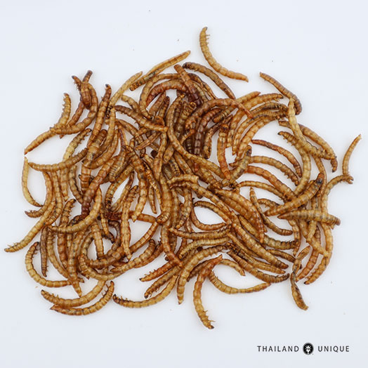 Edible Mealworms Tenebrio Molitor