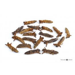 Mole Crickets Wholesale