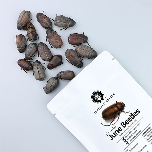 Small Edible June Beetles