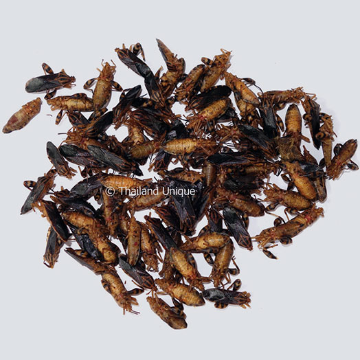 Squash Bugs Wholesale