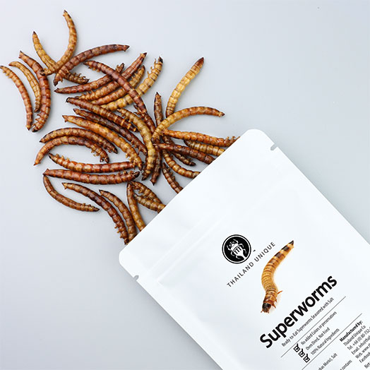 Edible Superworms - Zophobas Morio