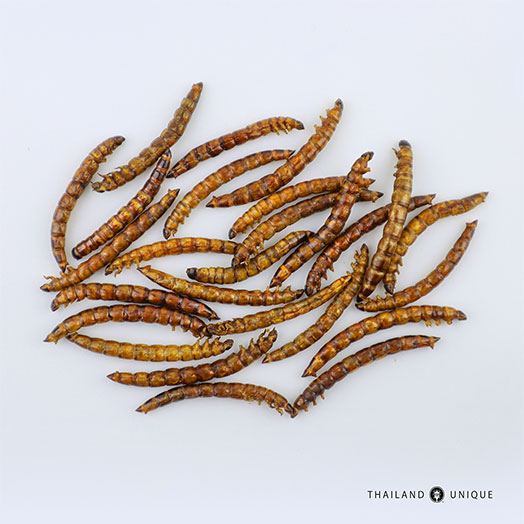 download buy superworms download buy superworms