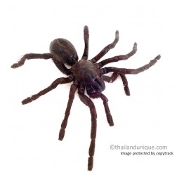 Edible Tarantula Haplopelma albostriatum