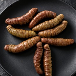 Edible Tussah Silkworms Edible Tussah Silkworms