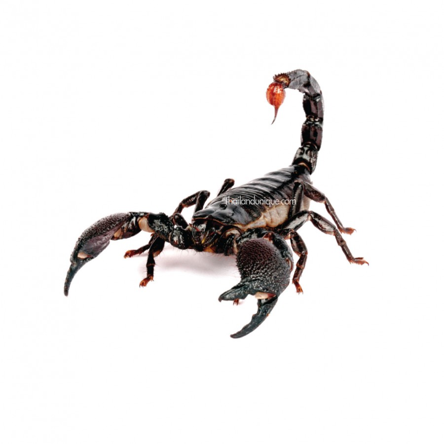 Edible Black Asian Forest Scorpions - Ready-to-eat