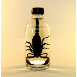 Scorpion Vodka Infusion 125ml