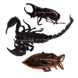 Special Jungle Trial Mix