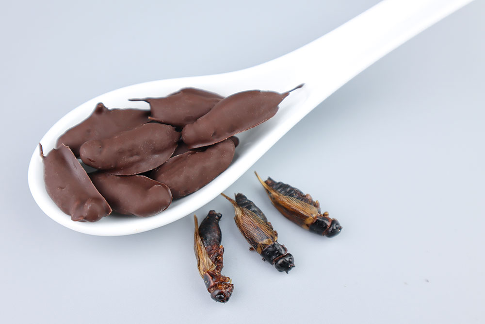 chocolate-covered-black-crickets-spoon.j