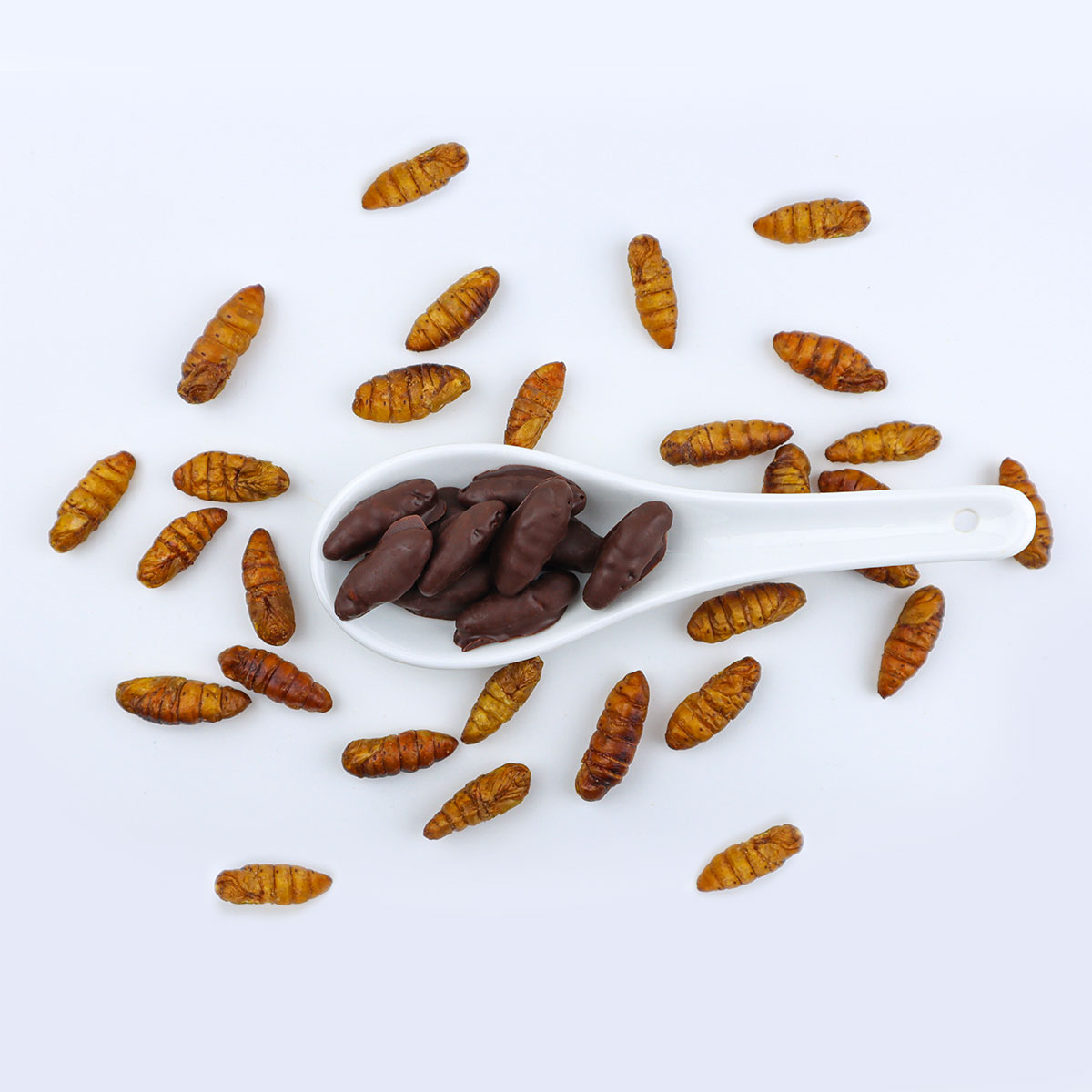 chocolate covered silkworm pupae