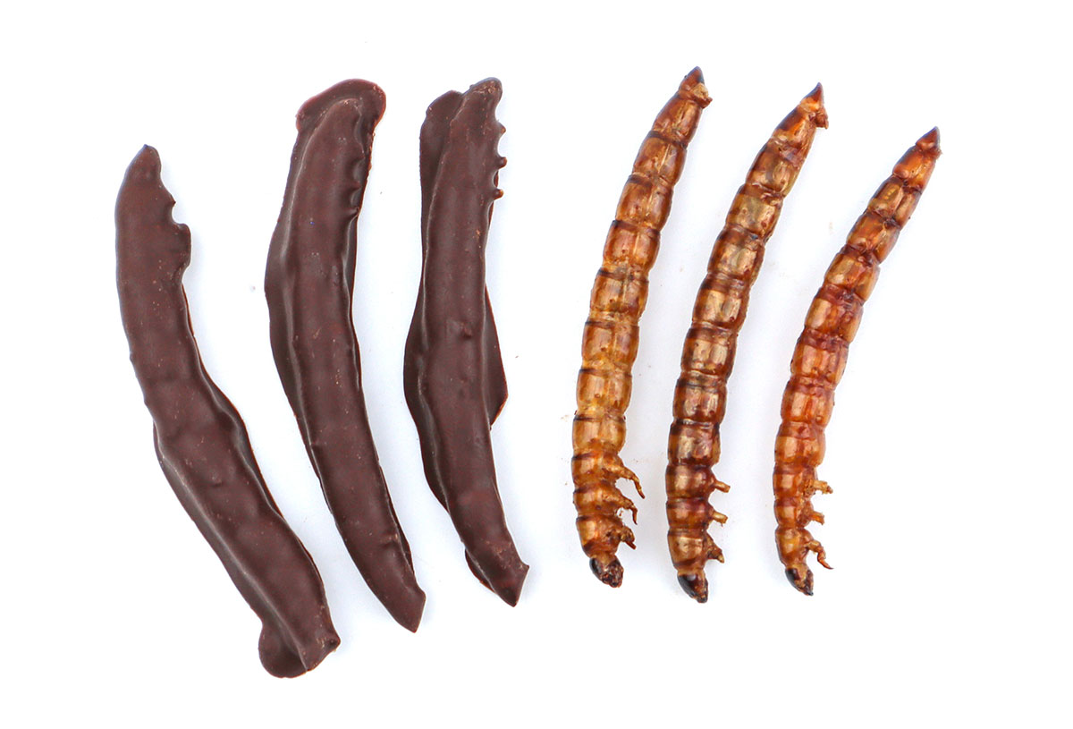 chocolate covered superworms