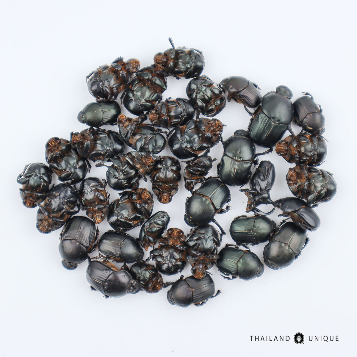 edible dung beetles