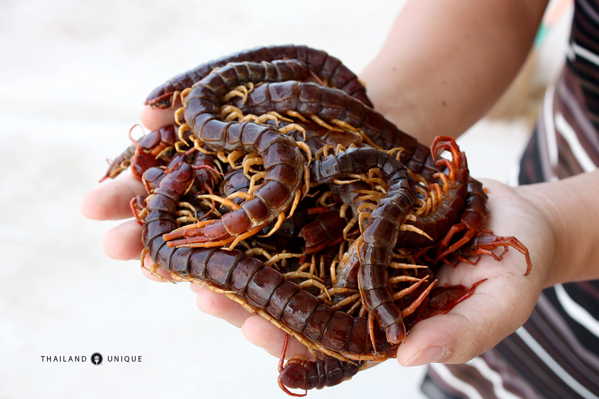 A Handful of Edible Giant Centipedes