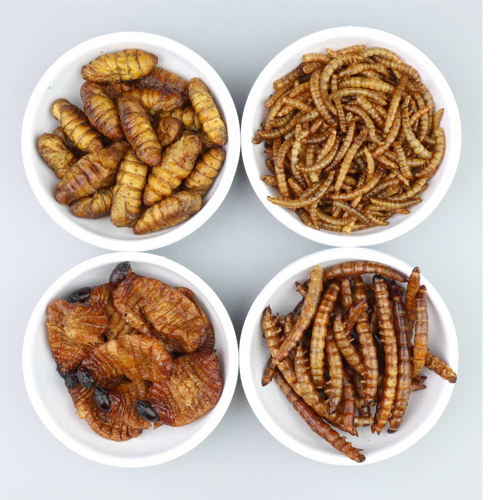 Eating insects western countries