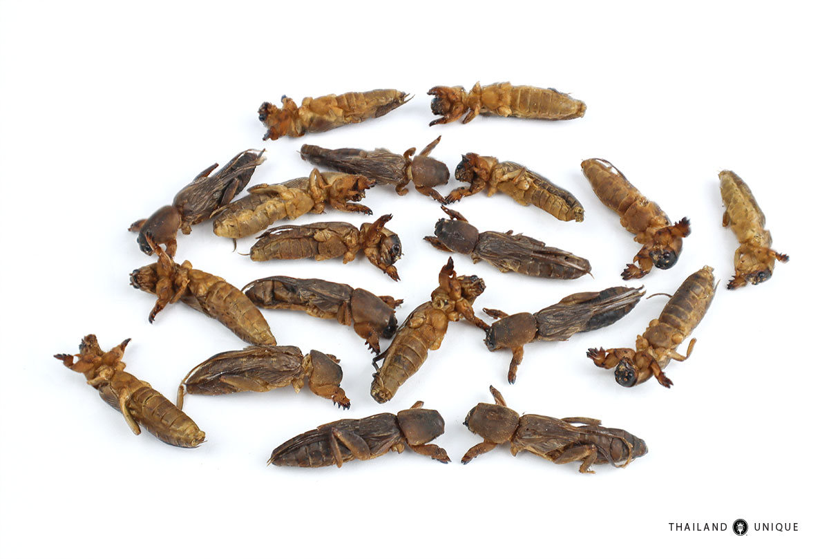 edible mole crickets