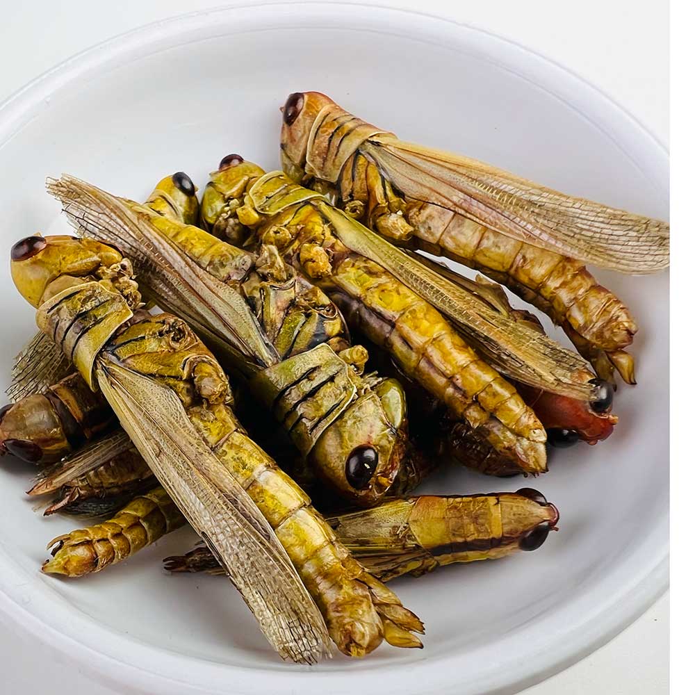 why eat edible insects