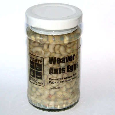 weaver ants eggs
